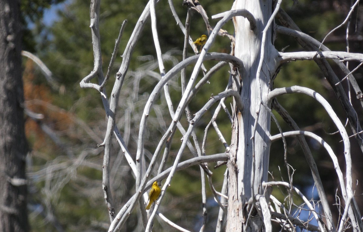 Yellow Warbler - ML574630701