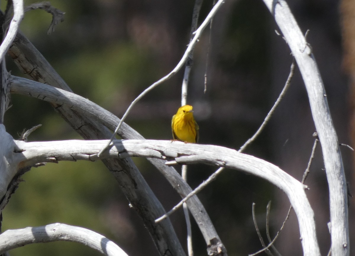 Yellow Warbler - ML574630971