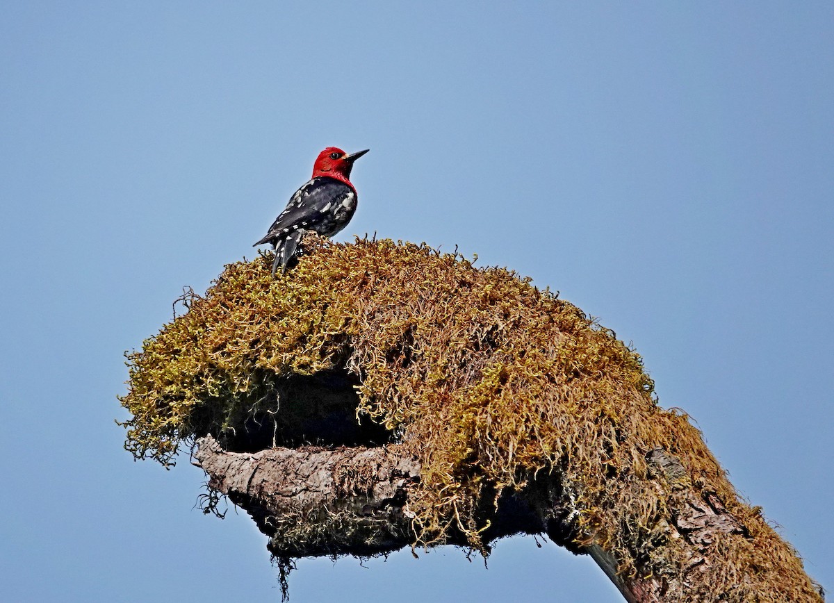 Red-breasted Sapsucker - ML574635781
