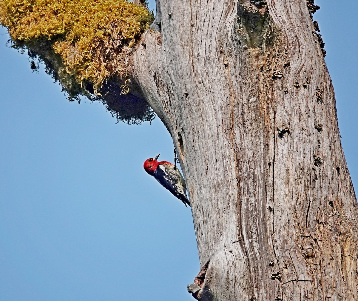 Red-breasted Sapsucker - ML574635791