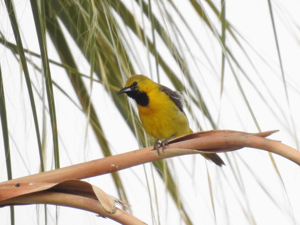 Hooded Oriole (nelsoni Group) - ML574641821