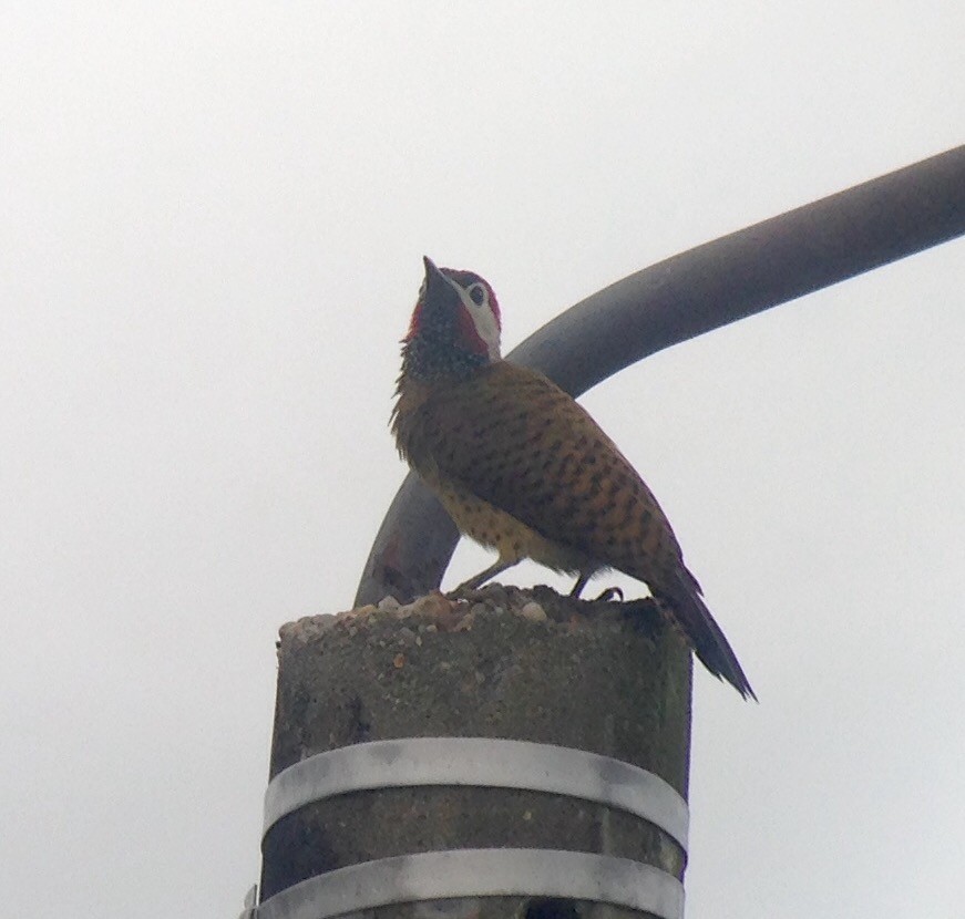 Spot-breasted Woodpecker - ML57464391