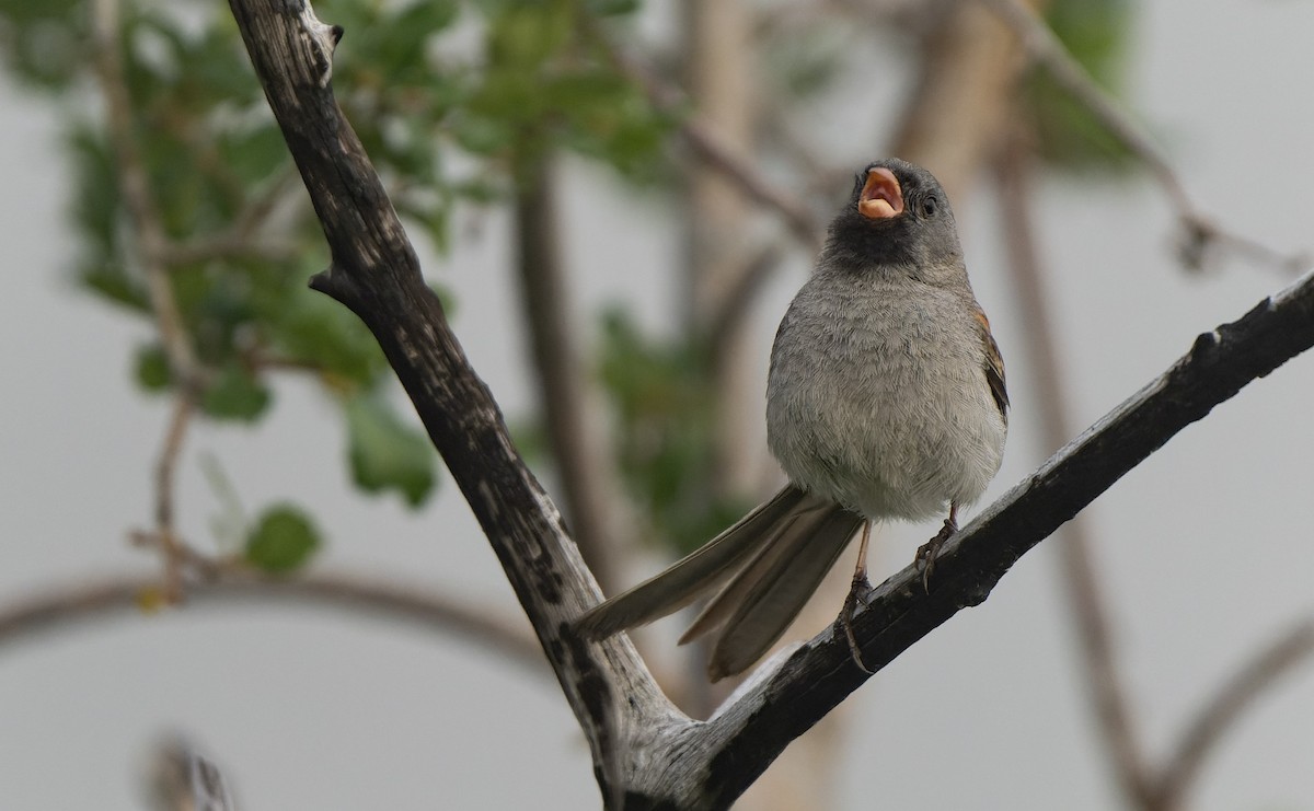 Black-chinned Sparrow - ML574644981
