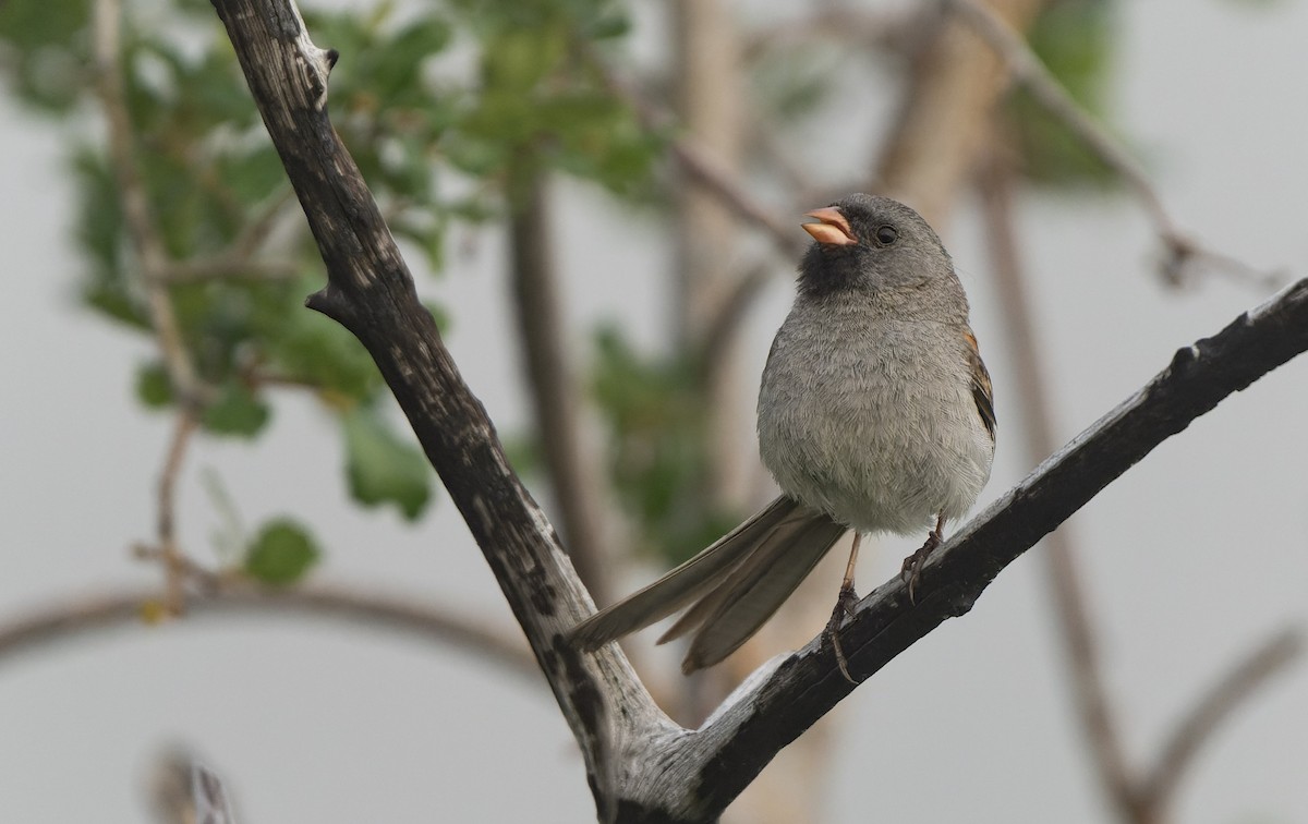 Black-chinned Sparrow - ML574644991
