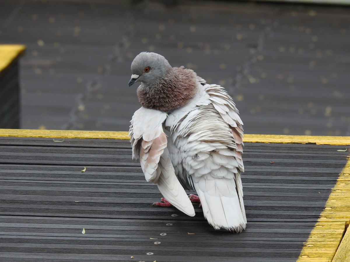 Rock Pigeon (Feral Pigeon) - ML574647001