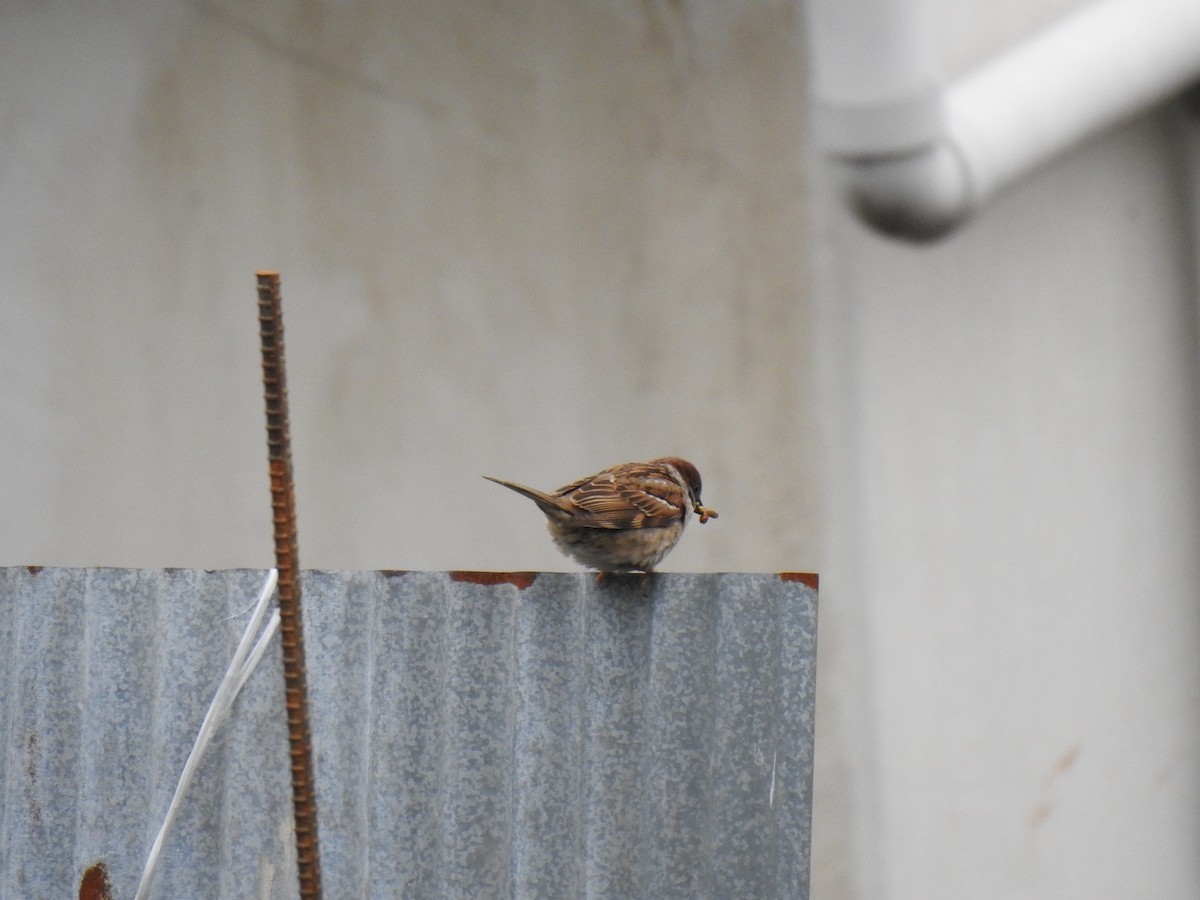 Eurasian Tree Sparrow - ML574647811