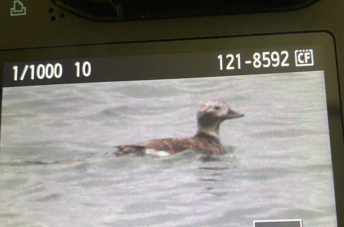Long-tailed Duck - ML574650461
