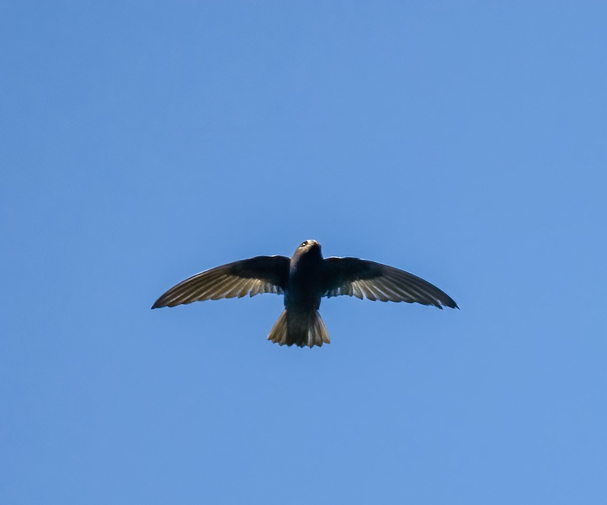 Spot-fronted Swift - ML574652981