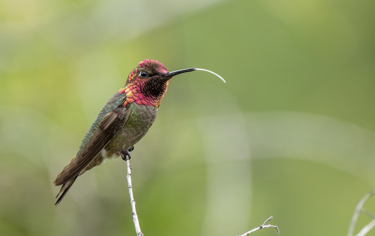 Anna's Hummingbird - ML574653181