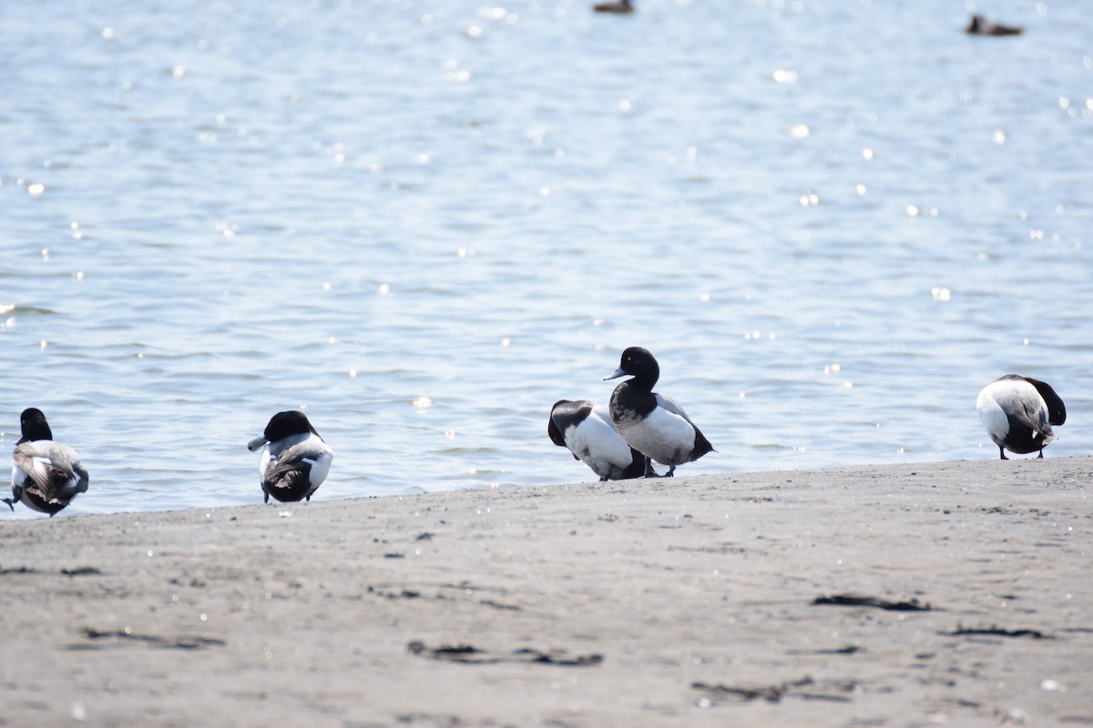 Greater Scaup - ML57465941
