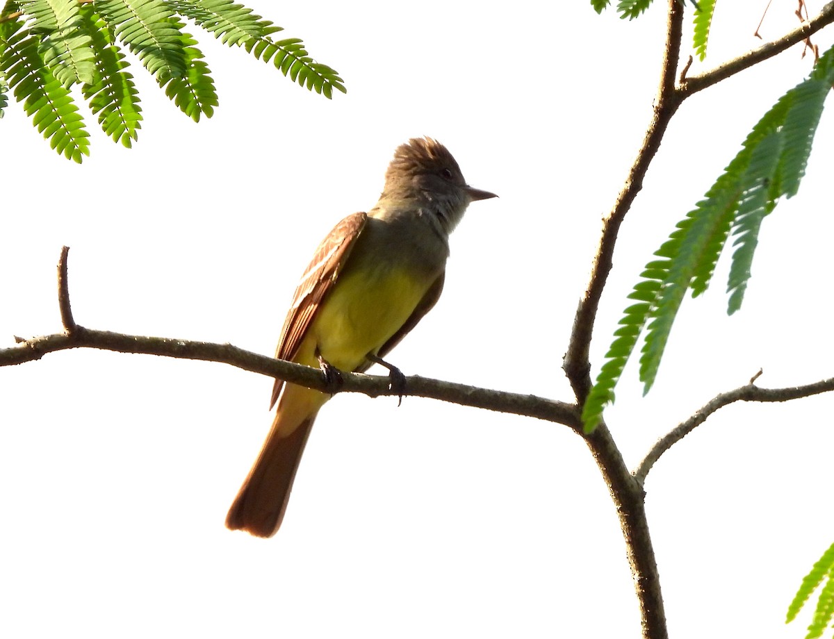 Great Crested Flycatcher - ML574660711