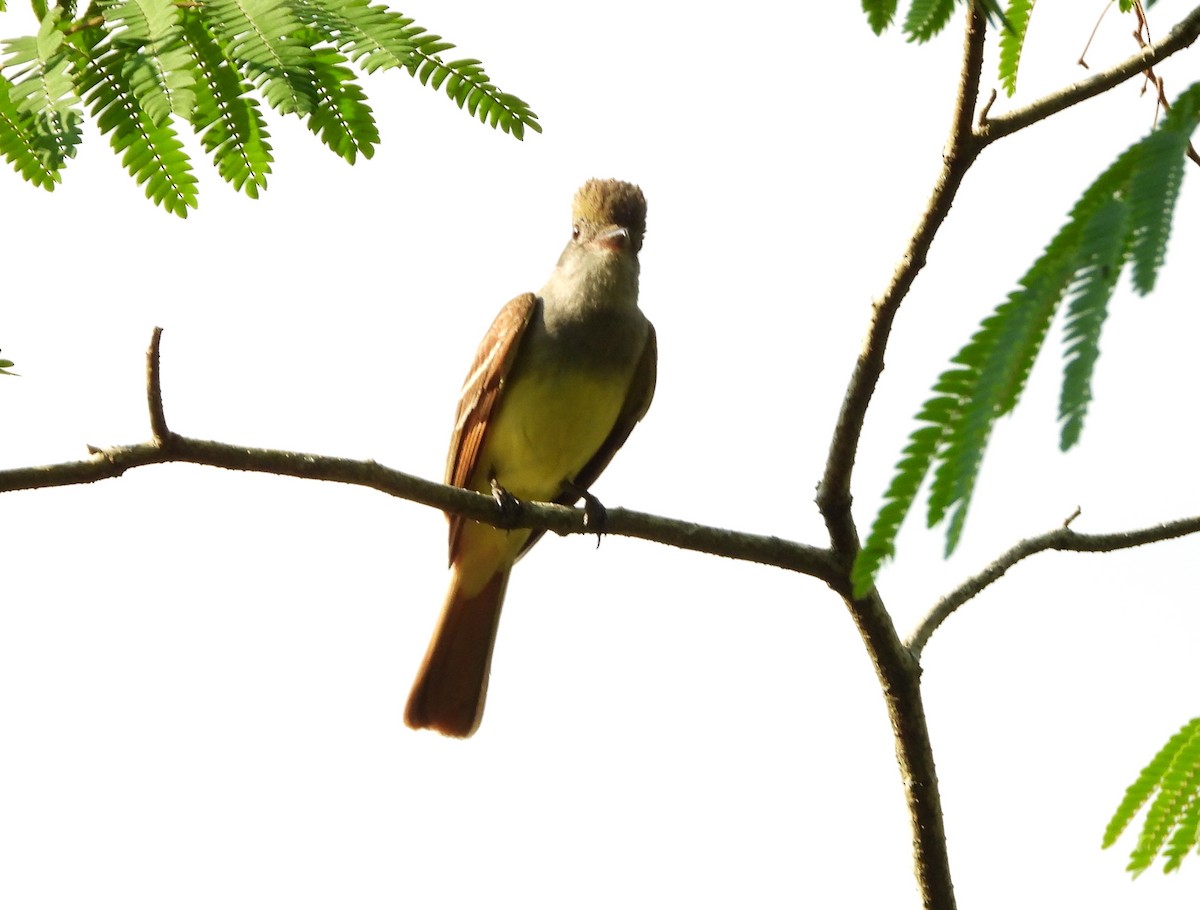 Great Crested Flycatcher - ML574660721