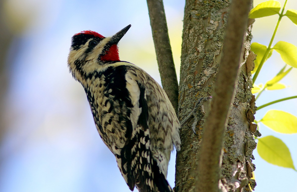 Yellow-bellied Sapsucker - ML574661291