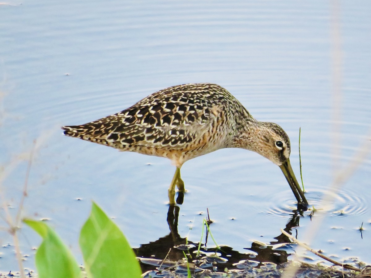 Long-billed Dowitcher - ML574661491