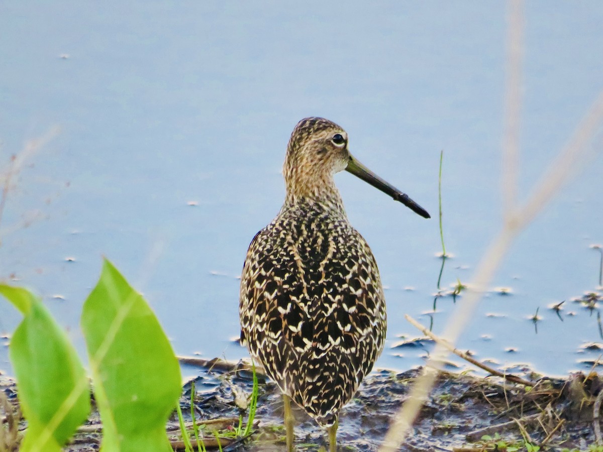 Long-billed Dowitcher - ML574661501