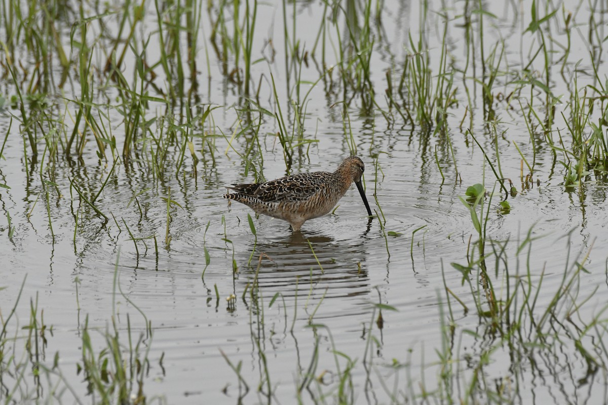 Long-billed Dowitcher - ML574662881