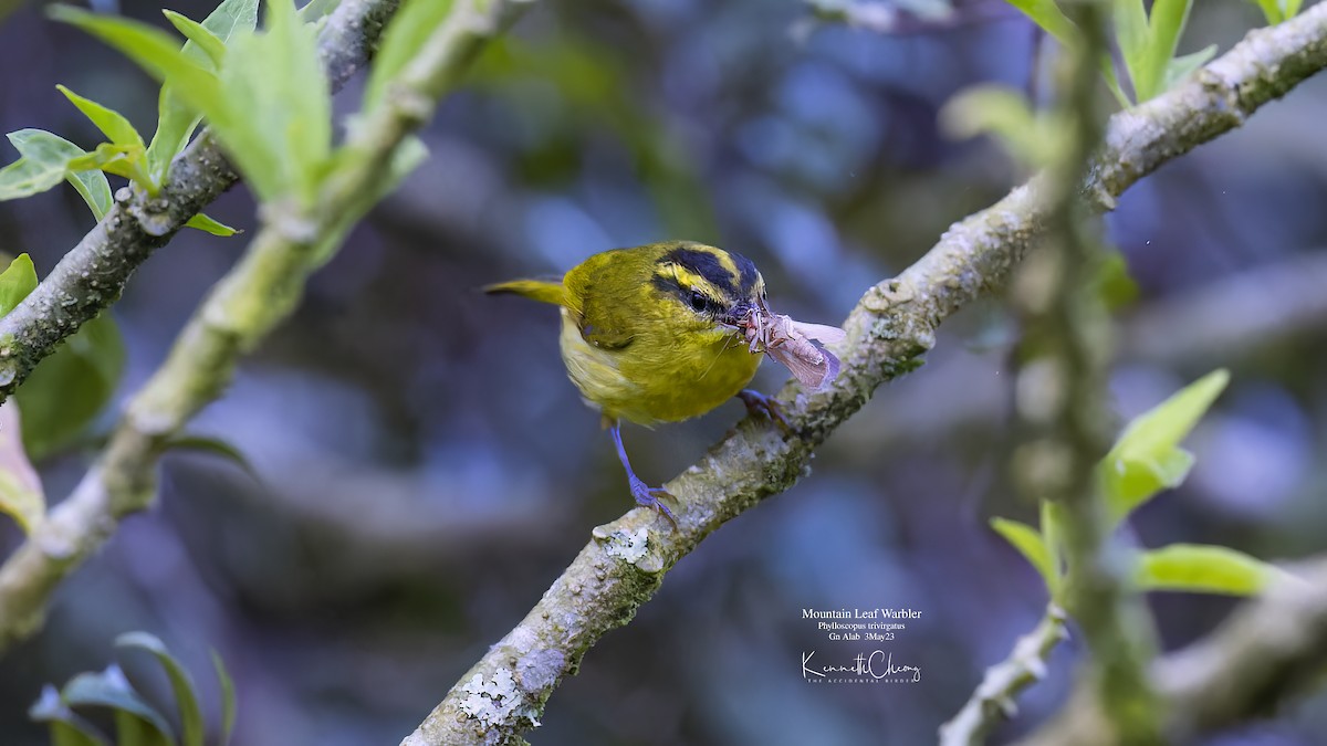 Mountain Leaf Warbler - Kenneth Cheong