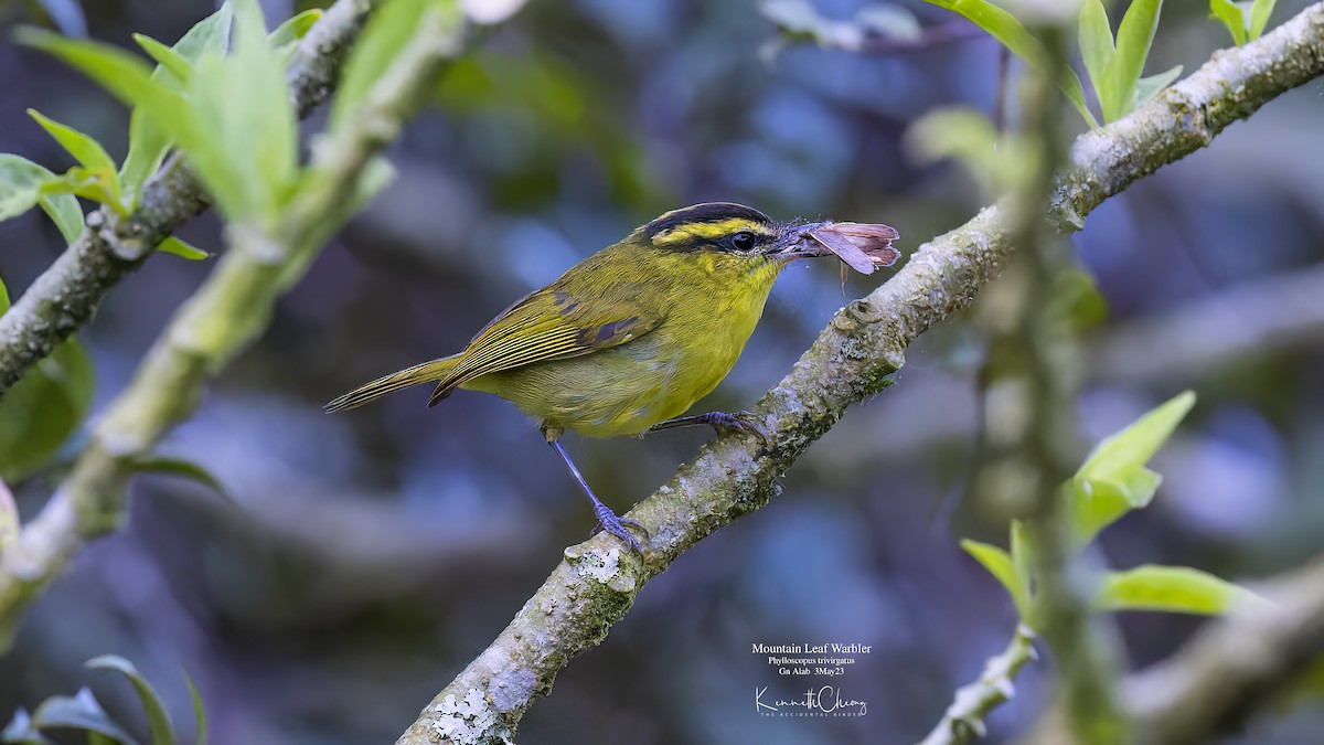 Mountain Leaf Warbler - Kenneth Cheong