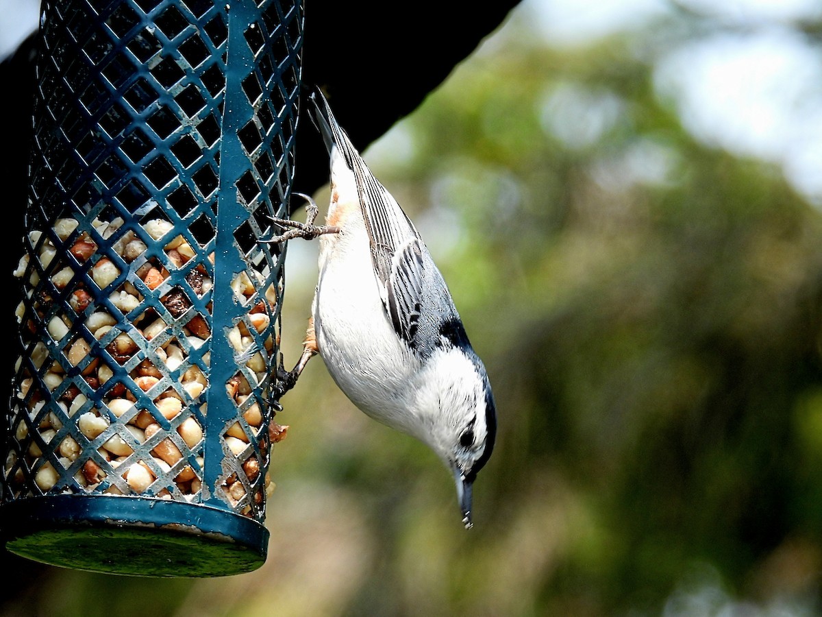 White-breasted Nuthatch - ML574667481