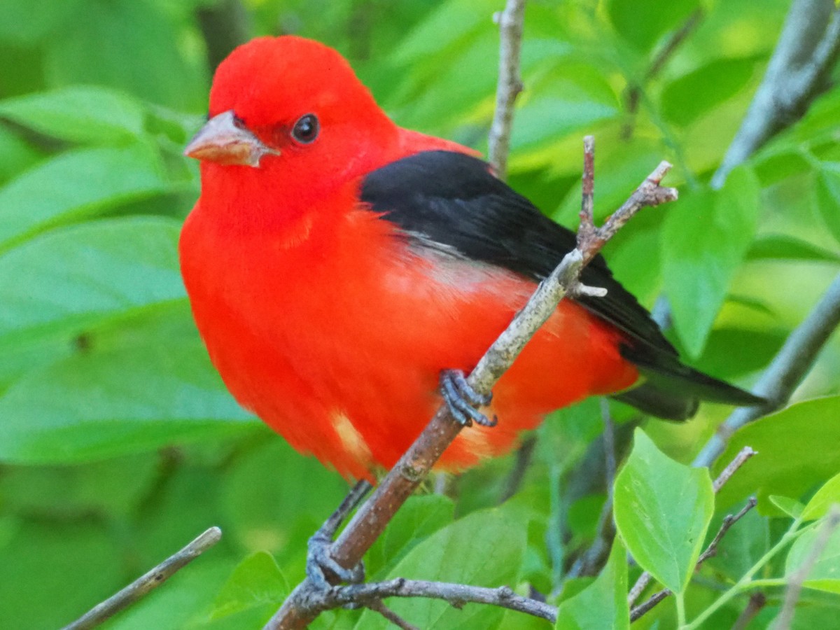 Scarlet Tanager - ML574667741