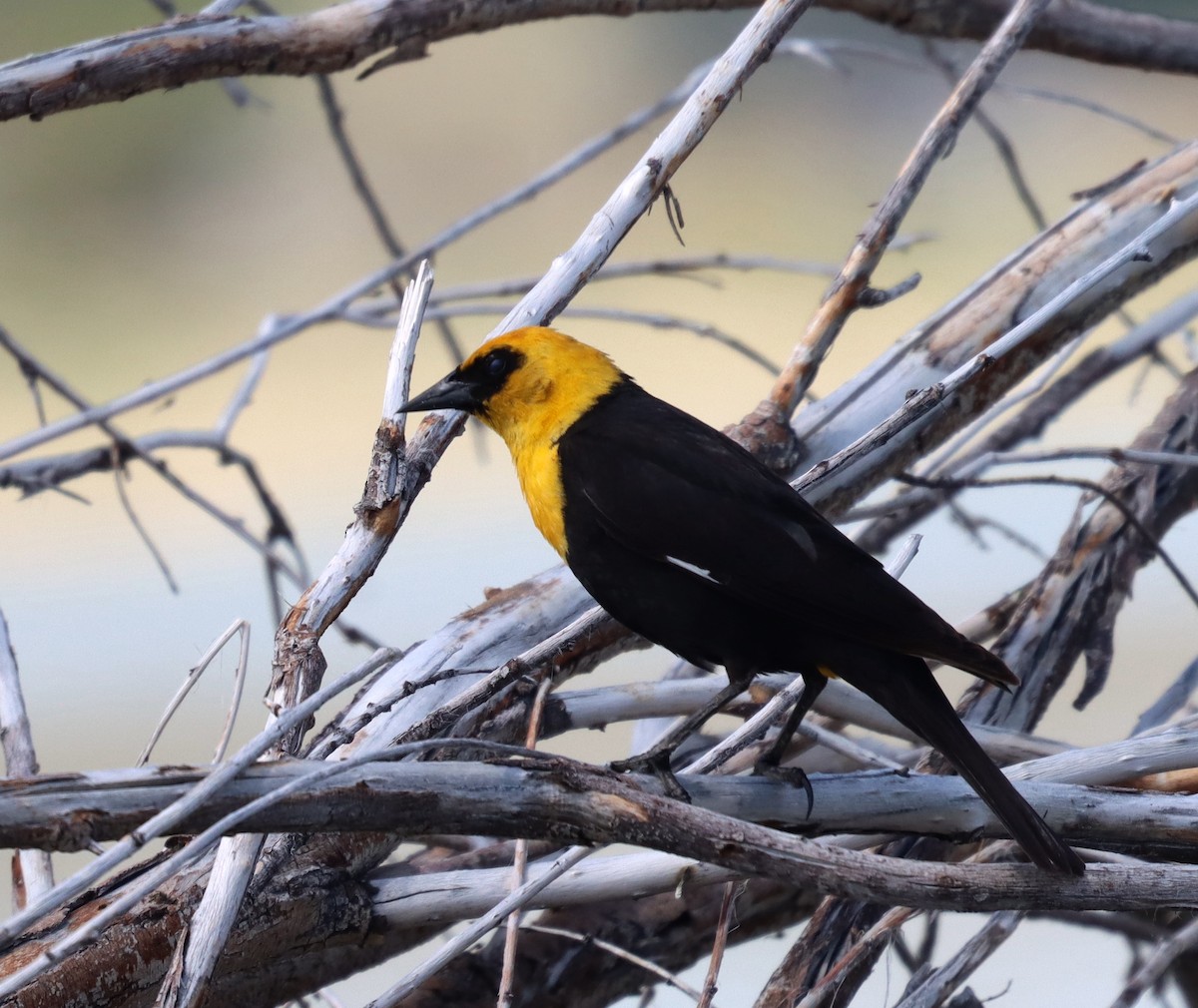 Yellow-headed Blackbird - ML574669591