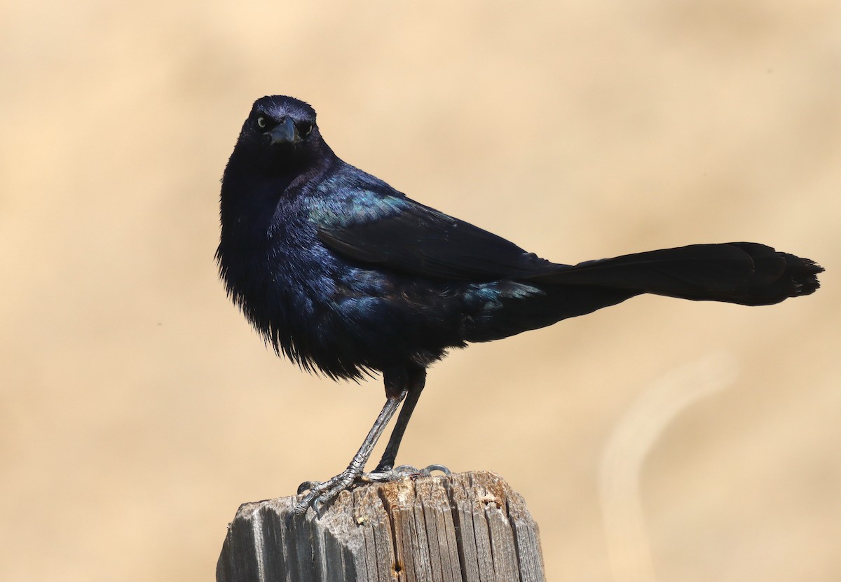 Great-tailed Grackle - ML574669681
