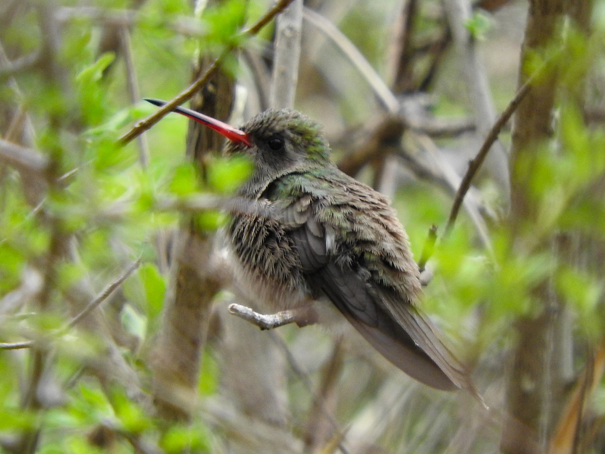 Dusky Hummingbird - Osvaldo Balderas San Miguel
