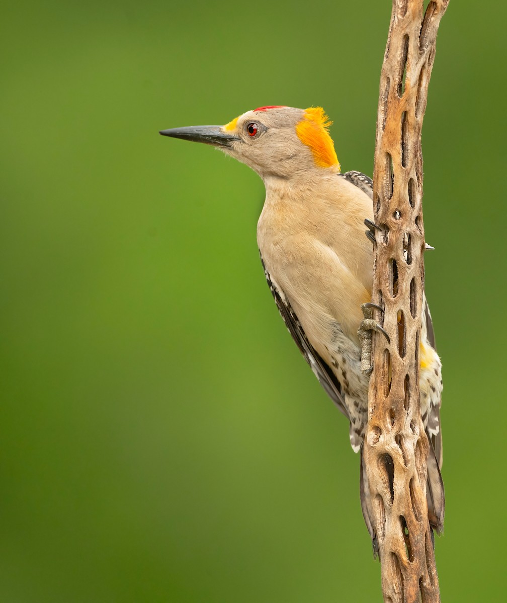 Golden-fronted Woodpecker - ML574670171
