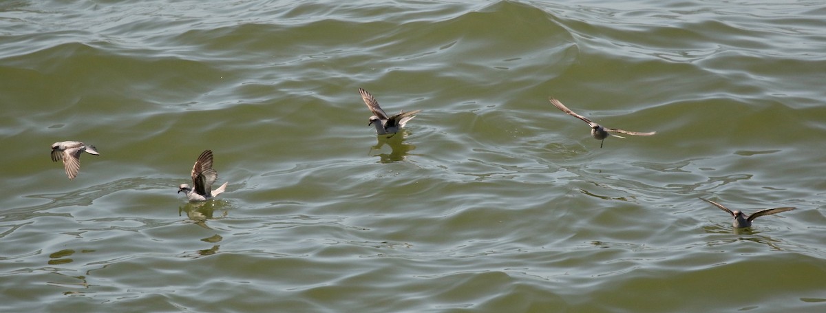Fork-tailed Storm-Petrel - ML57467021