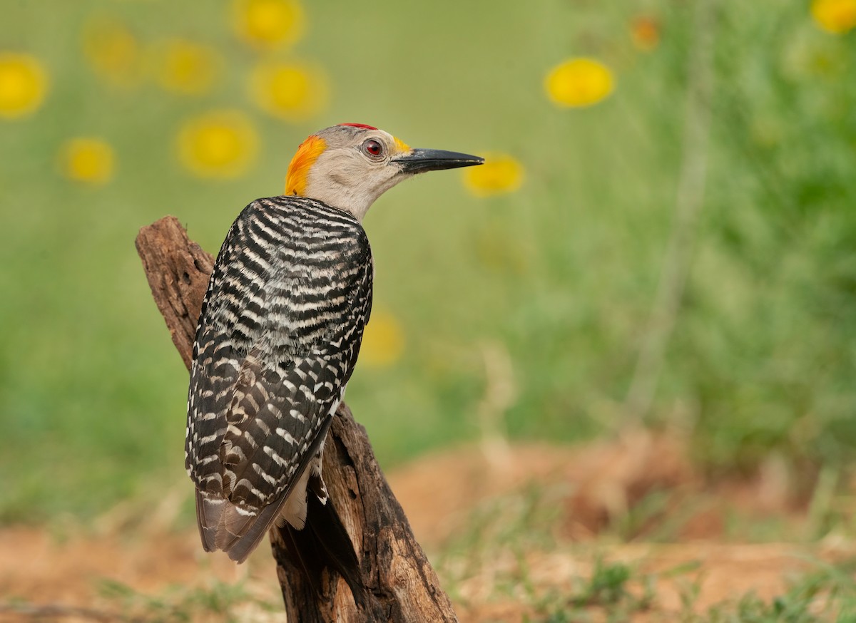 Golden-fronted Woodpecker - ML574670211