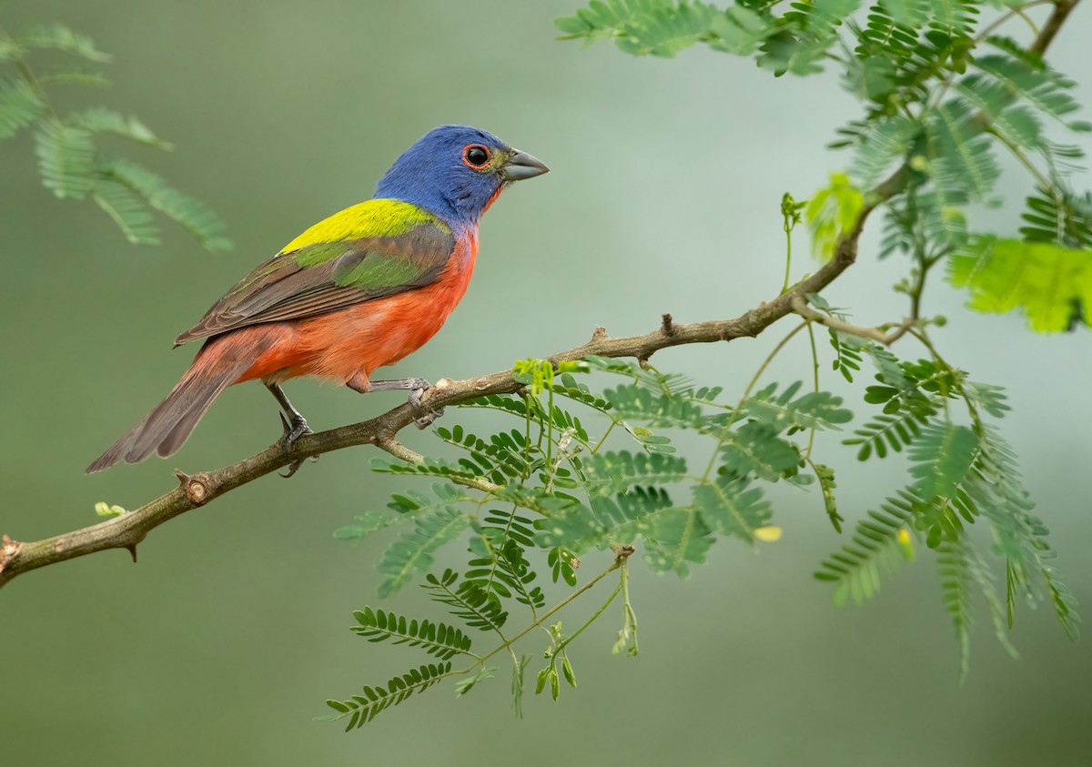 Painted Bunting - ML574671631