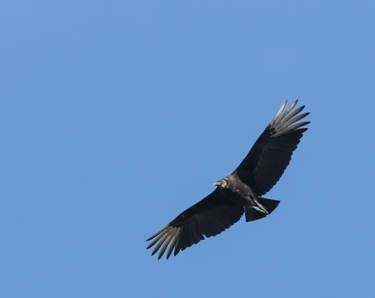 Black Vulture - ML574672361
