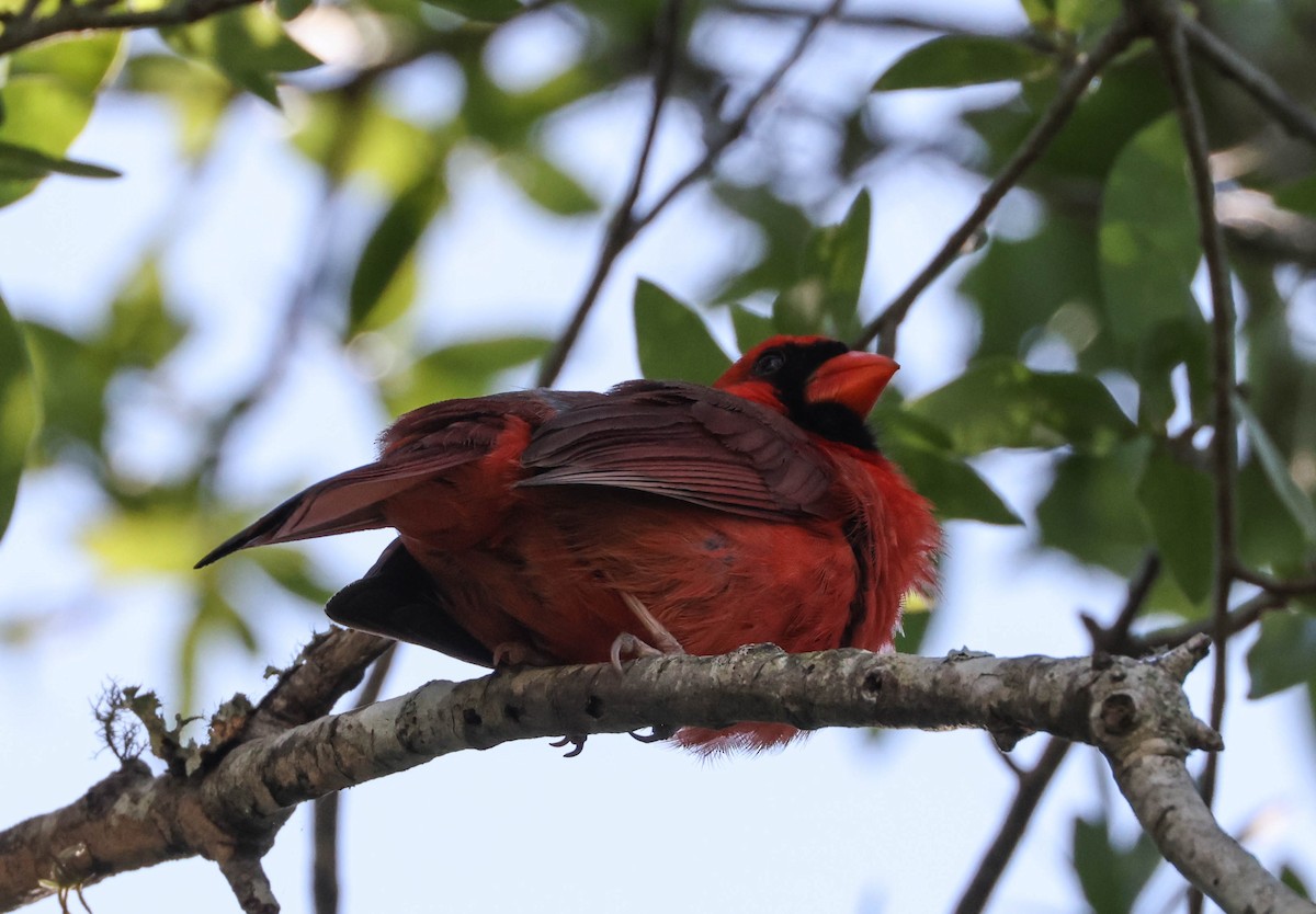 Cardinal rouge - ML574672701