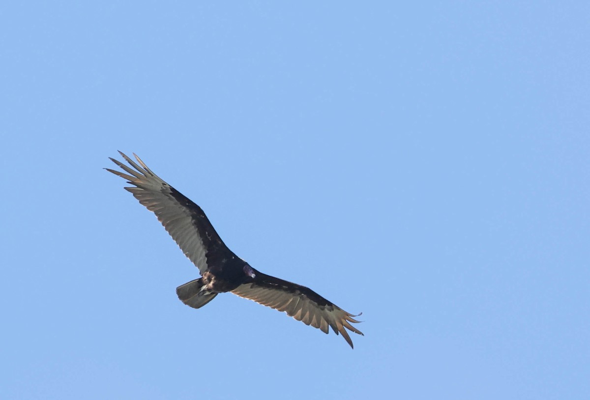 Turkey Vulture - ML574672741