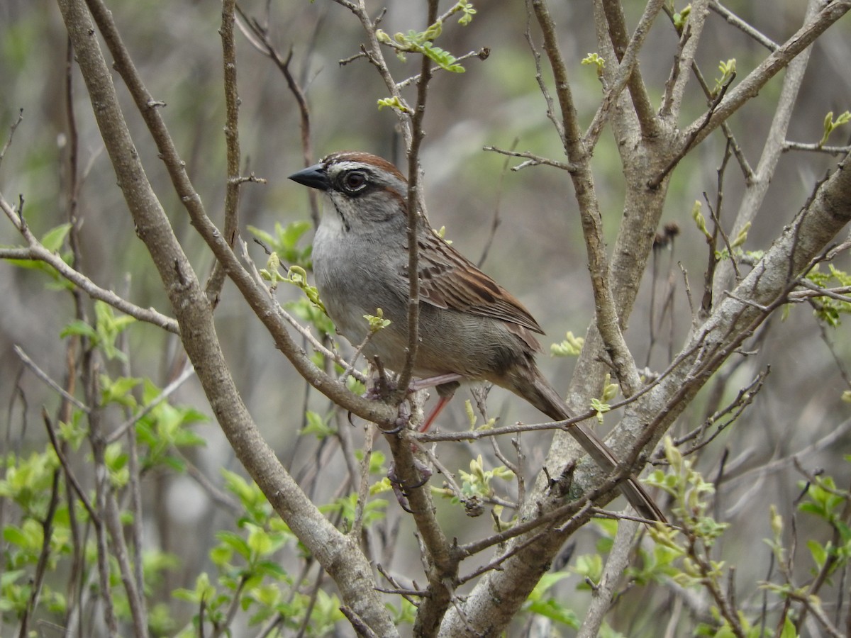 Oaxaca Sparrow - ML574674291