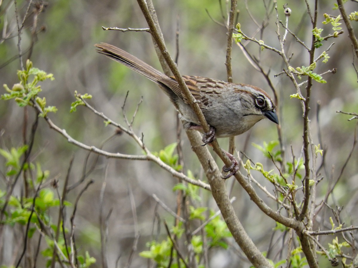 Oaxaca Sparrow - ML574674301