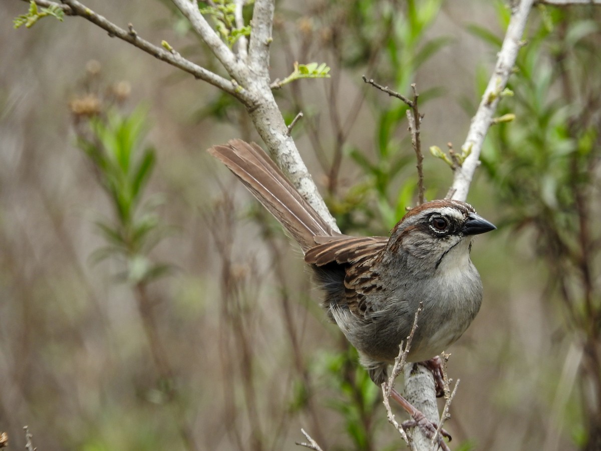 Oaxaca Sparrow - ML574674311