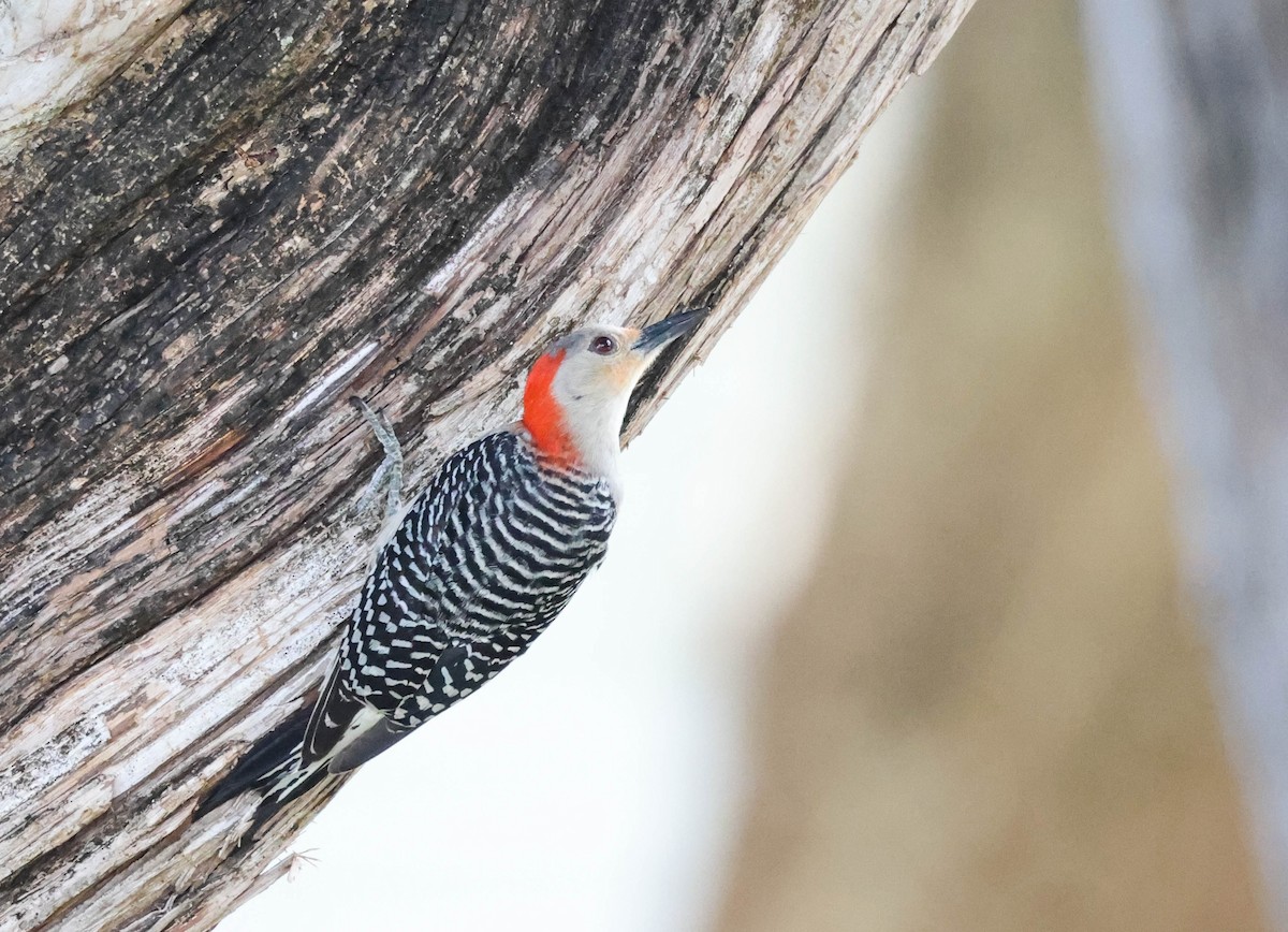 Red-bellied Woodpecker - ML574676461