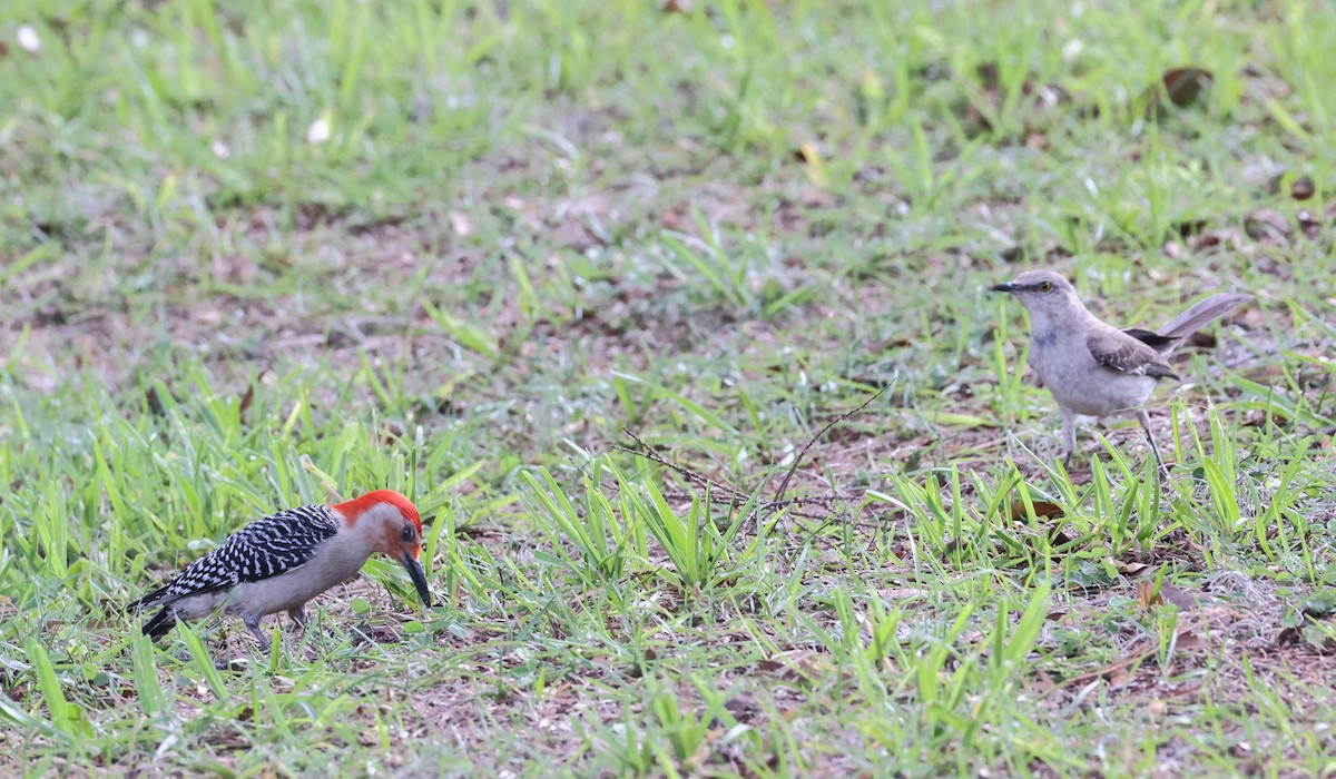 Red-bellied Woodpecker - Tracy Drake