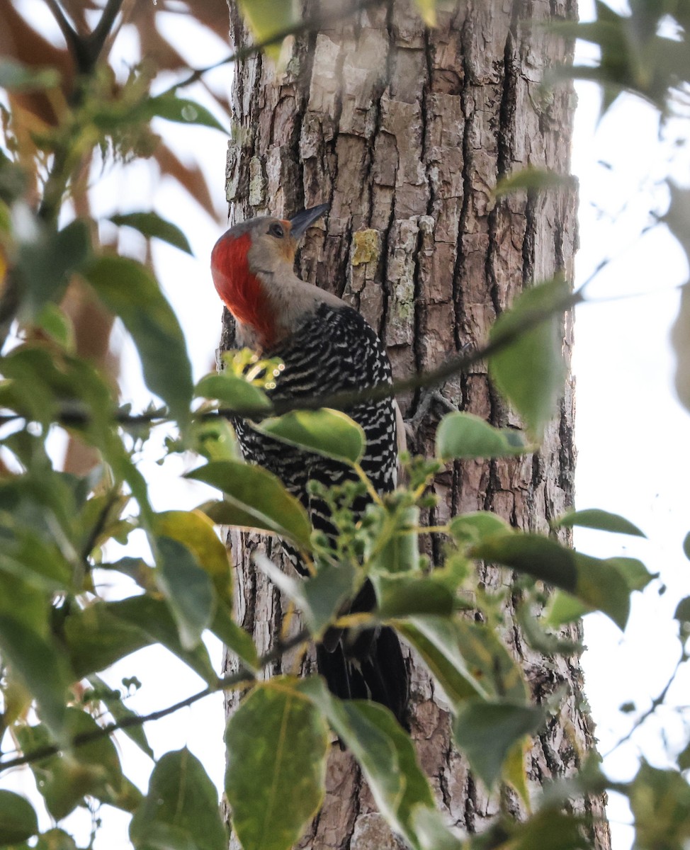 Red-bellied Woodpecker - ML574678311