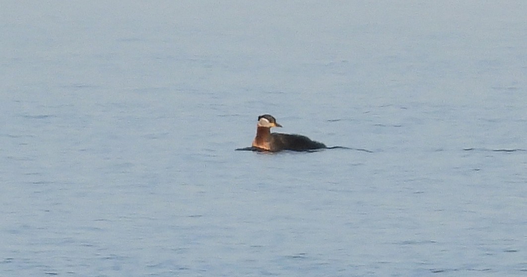 Red-necked Grebe - ML574679681