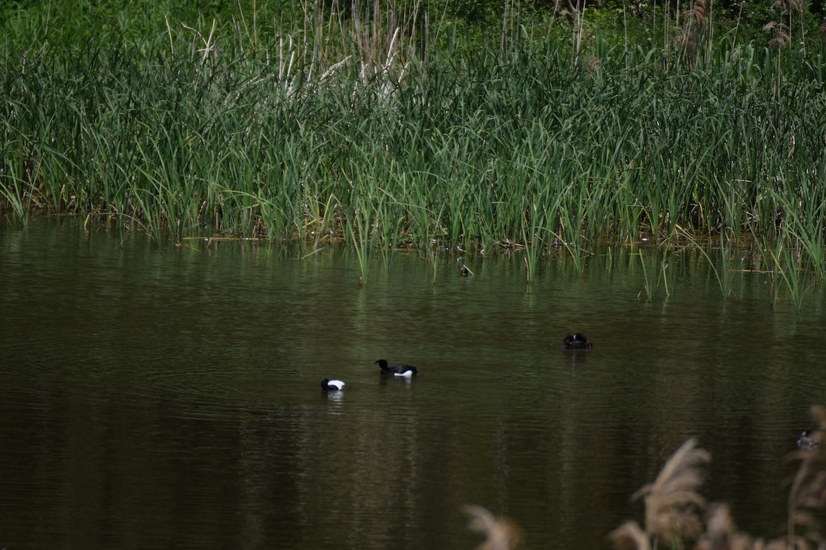 Tufted Duck - ML57468001
