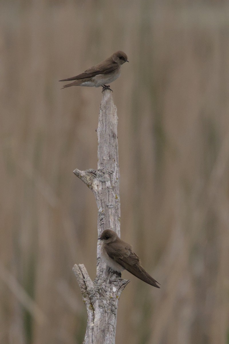 Northern Rough-winged Swallow - ML574680071