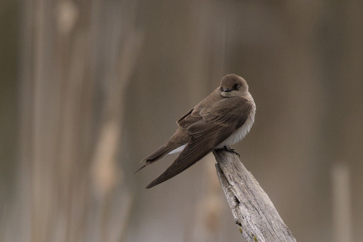 Northern Rough-winged Swallow - ML574680081