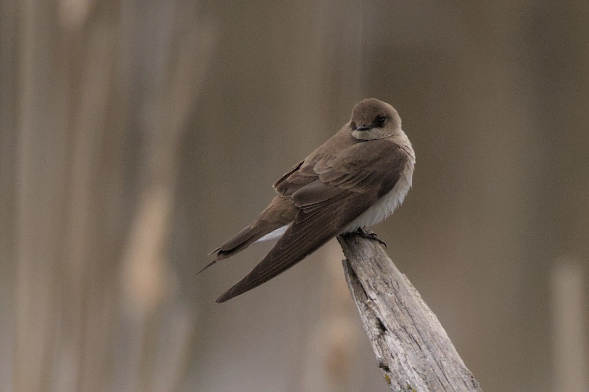 Northern Rough-winged Swallow - ML574680091