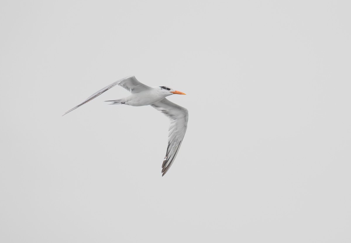 Royal Tern - Kenta Togo