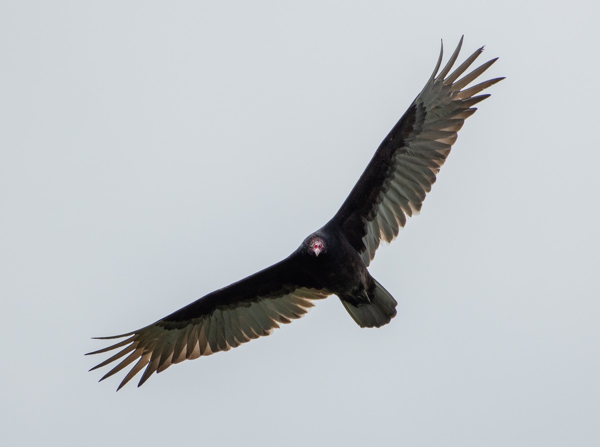 Turkey Vulture - ML574682061