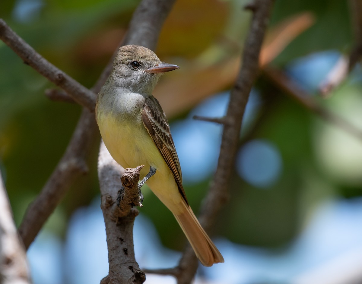 Great Crested Flycatcher - ML574682501