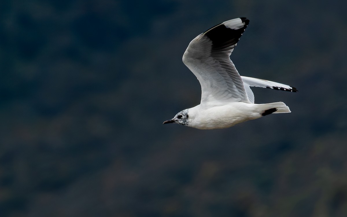 Andean Gull - David Monroy Rengifo