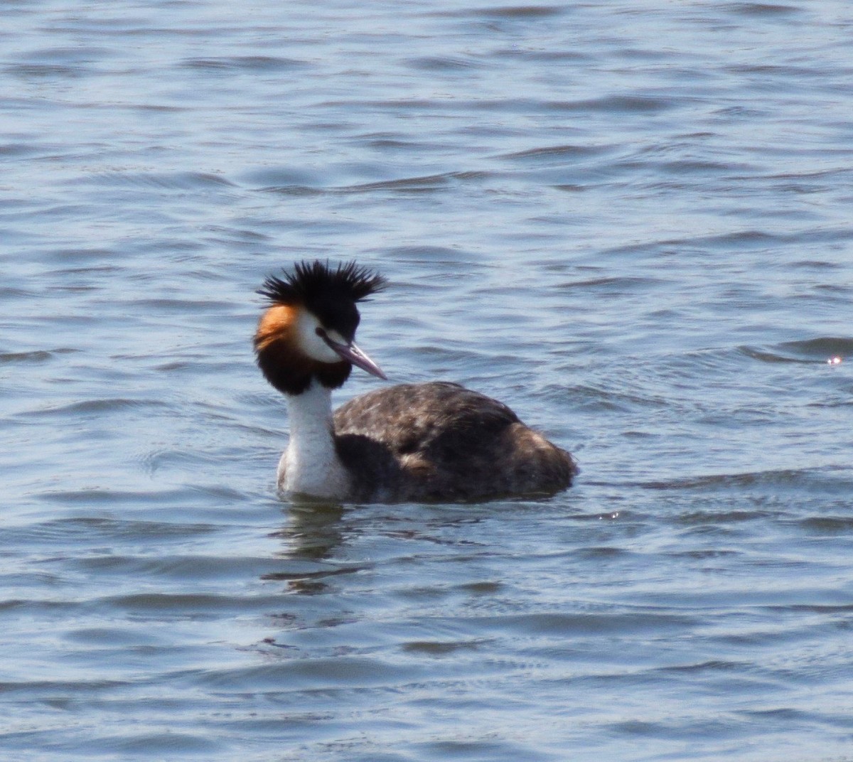 Great Crested Grebe - ML57468471